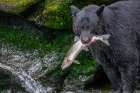 Black Bear-Salmon run-Anan Creek Wrangell-Alaska-USA Art Print